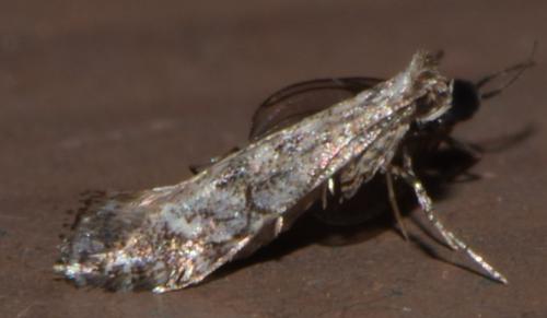 Réf. 220 843 : Parornix sp.
